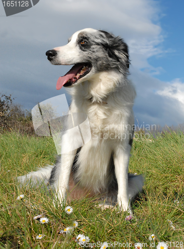 Image of border collie