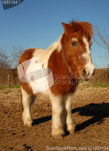 Image of shetand pony