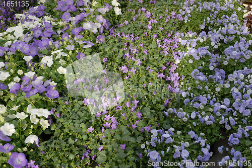 Image of field of flowers