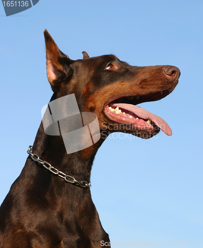 Image of doberman