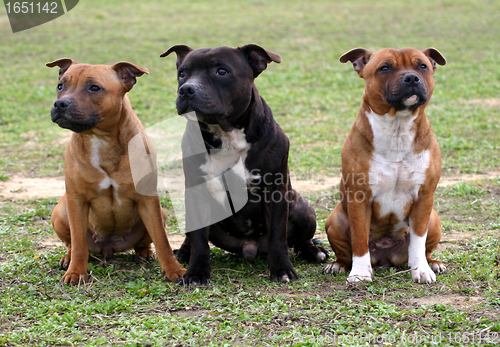 Image of three staffordshire bull terrier