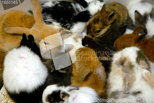 Image of young rabbit and guinea pigs