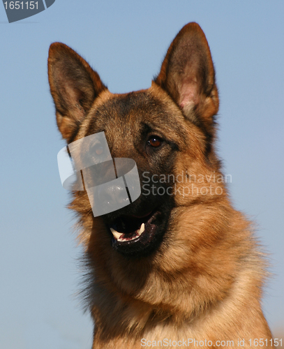 Image of german shepherd