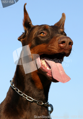 Image of doberman