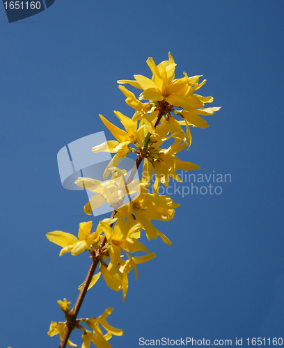 Image of Forsythia