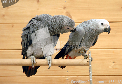 Image of couple of african grey parrots