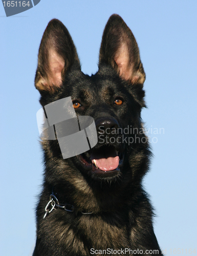 Image of german shepherd