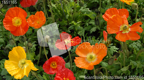 Image of opium poppy