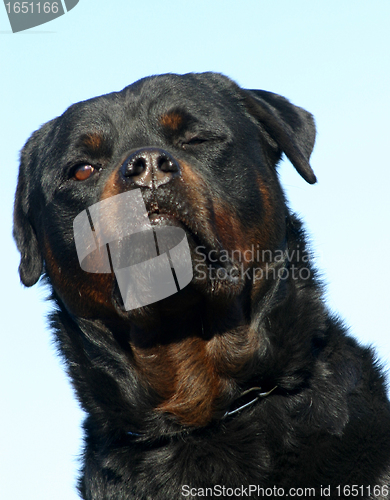 Image of rottweiler