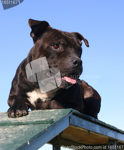 Image of staffordshire bull terrier