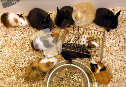 Image of young rabbits and guinea pigs