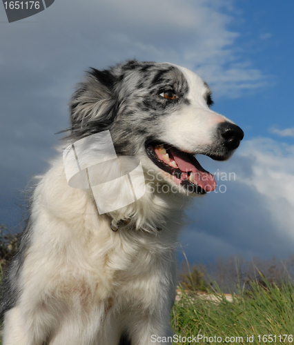 Image of border collie