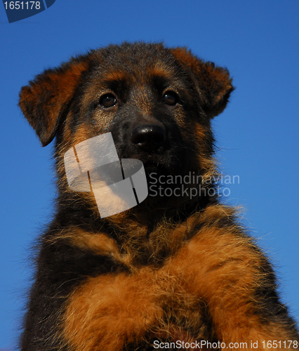 Image of puppy german shepherd