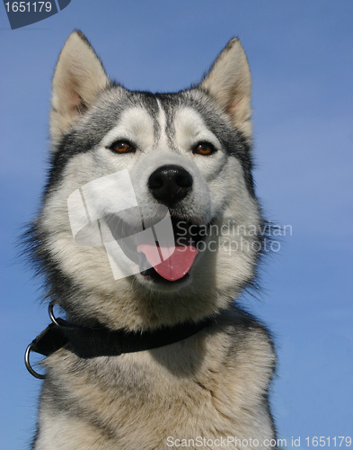 Image of siberian husky