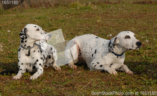 Image of dalmatians