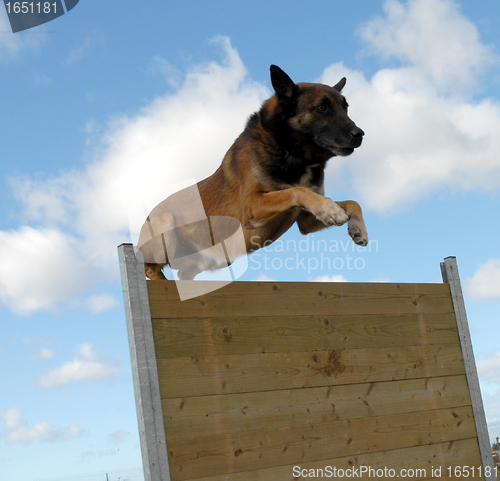 Image of jumping malinois