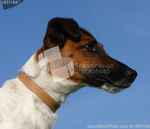 Image of smooth fox terrier 