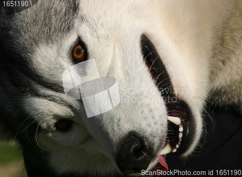 Image of siberian husky