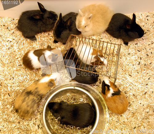 Image of young rabbits and guinea pigs