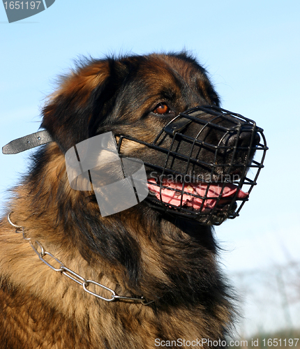 Image of leonberger and muzzle