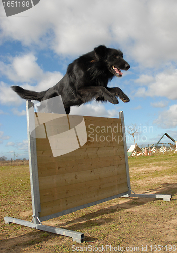 Image of jumping groenendael