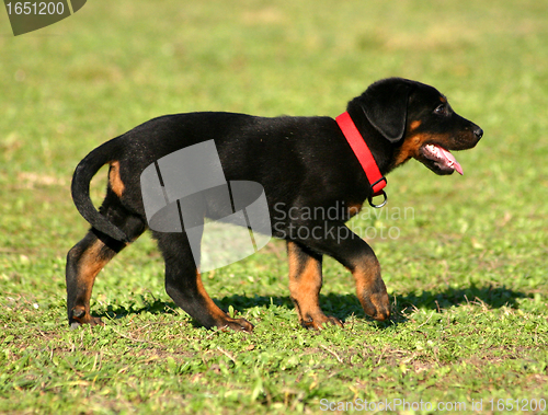 Image of puppy french shepherd