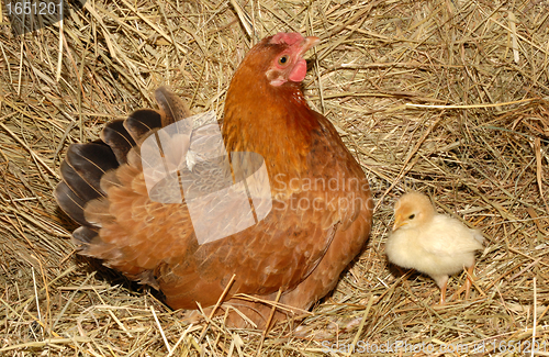 Image of chicken and chick