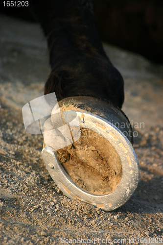 Image of hoof of horse