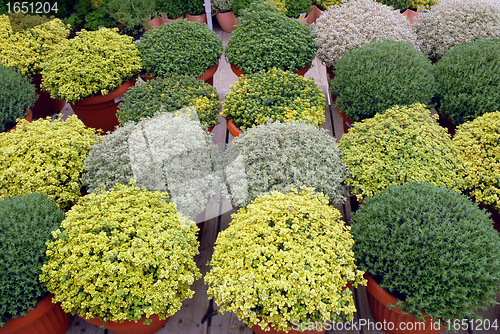 Image of plants of fresh herbs