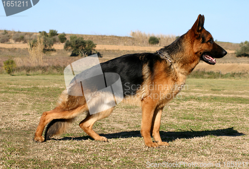 Image of german shepherd