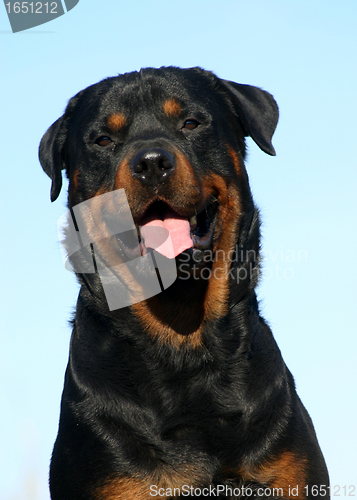 Image of rottweiler