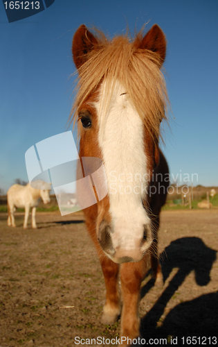 Image of head of horse