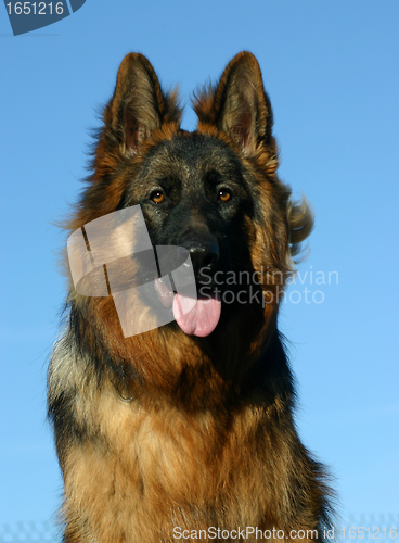 Image of german shepherd