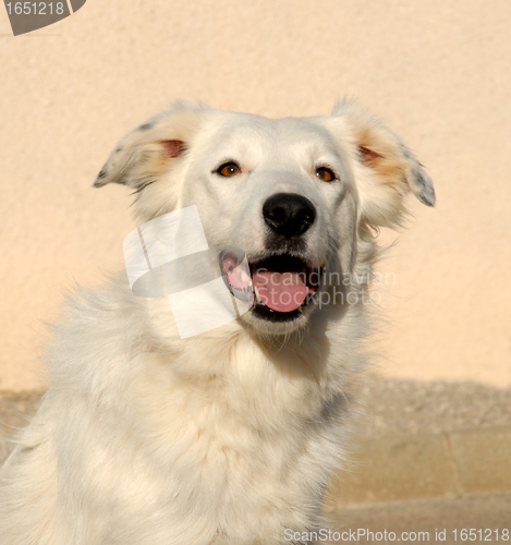 Image of border collie