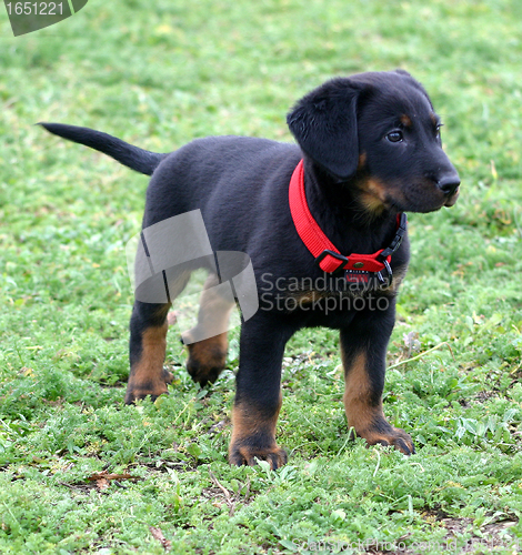 Image of puppy french shepherd