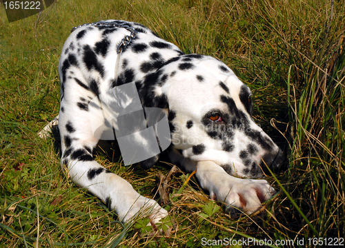 Image of dalmatian