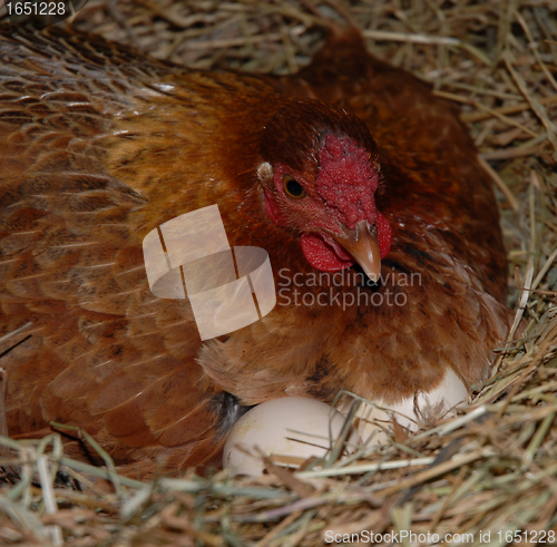 Image of chicken and eggs