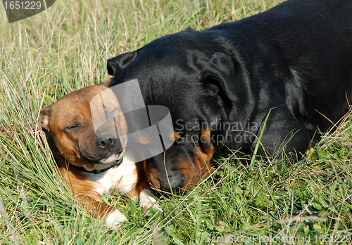 Image of rottweiler et staffie