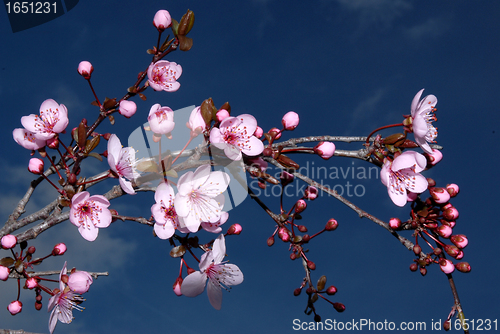 Image of blossom cherry flowers