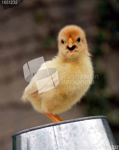 Image of chick