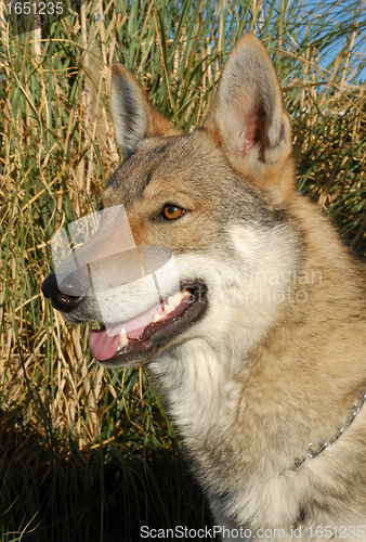 Image of Czechoslovakian Wolfdog