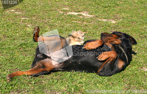 Image of rottweiler and chihuahua