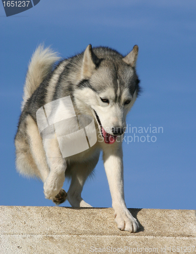 Image of siberian husky