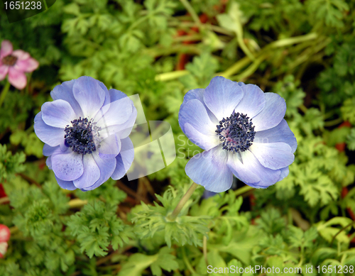 Image of blue anemones