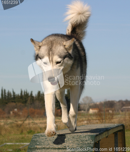 Image of siberian husky