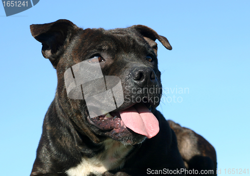 Image of staffordshire bull terrier