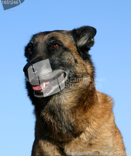 Image of malinois