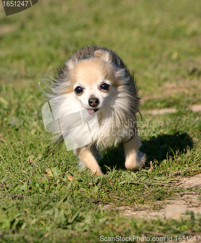 Image of running  chihuahua