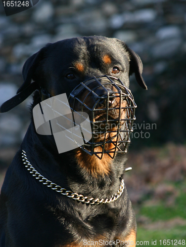 Image of rottweiler and muzzle