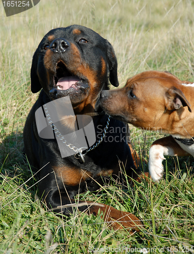 Image of rottweiler et staffie